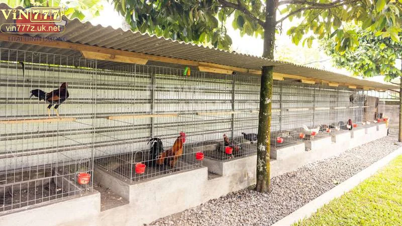 Mẹo nuôi gà đá hiệu quả tăng cơ hội chiến thắng 1 Chế độ dinh dưỡng hợp lý